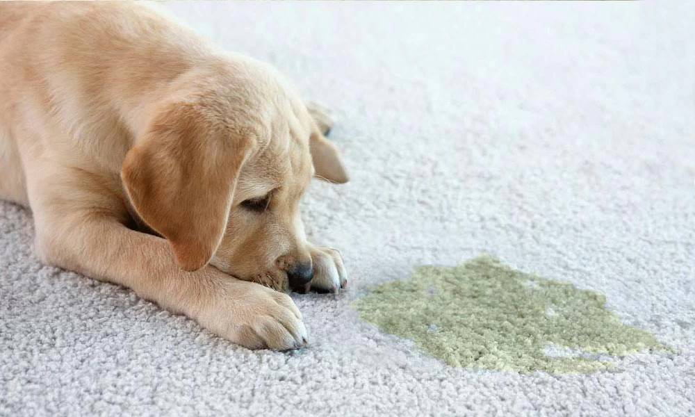 Pet Damage & Odor Treatment for Luxury Homes